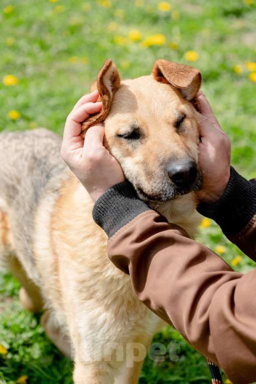 Собаки в Москве: Панда. Самая обнимательная девочка Девочка, Бесплатно - фото 5