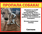 Собаки в других городах Московской области: Помогите найти собака больна сахарным диабетом  Девочка, Бесплатно - фото 1