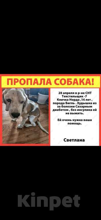 Собаки в других городах Московской области: Помогите найти собака больна сахарным диабетом  Девочка, Бесплатно - фото 1