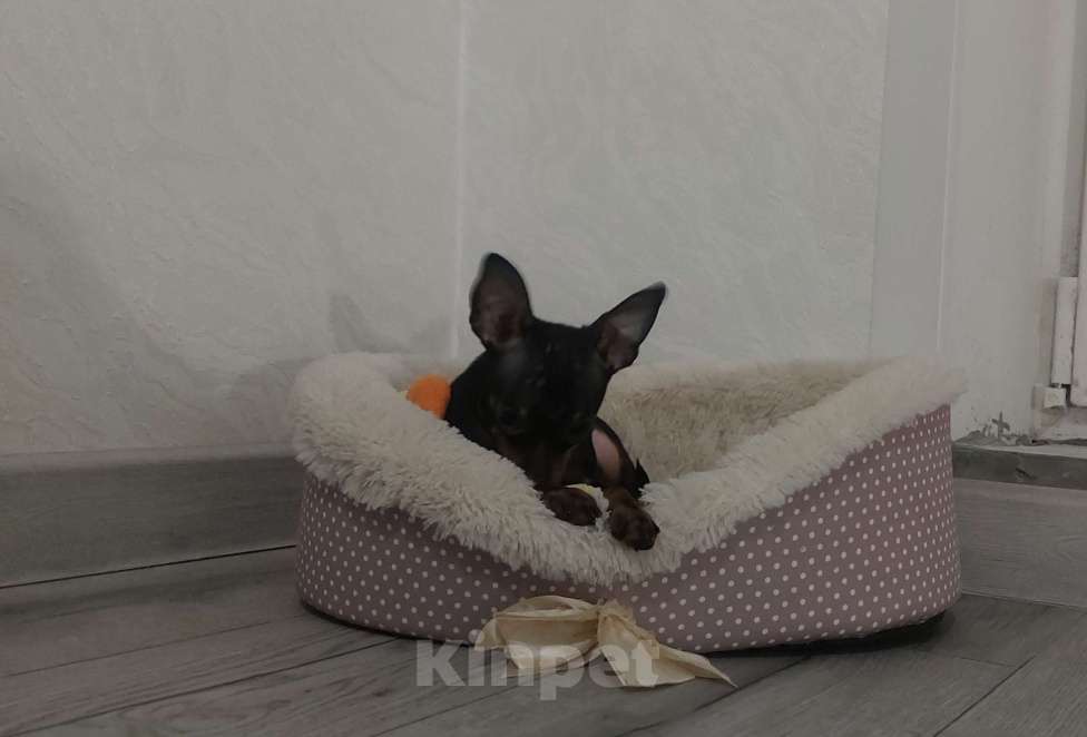 Собаки в Москве: Мальчик тоя стандартного размера Мальчик, 30 000 руб. - фото 4