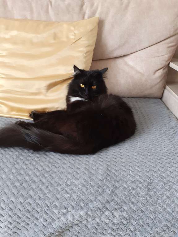 Кошки в Томске: Отдам кошку Девочка, Бесплатно - фото 2