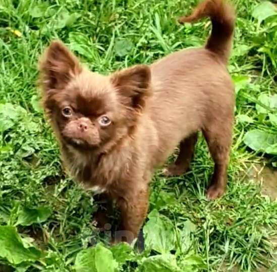 Собаки в Зеленограде: Чихуахуа шоколадная девочка Девочка, 60 000 руб. - фото 2