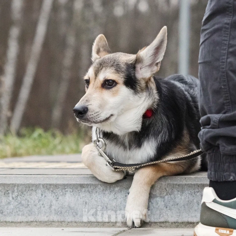 Собаки в Москве: Джокер в добрые руки Мальчик, Бесплатно - фото 6