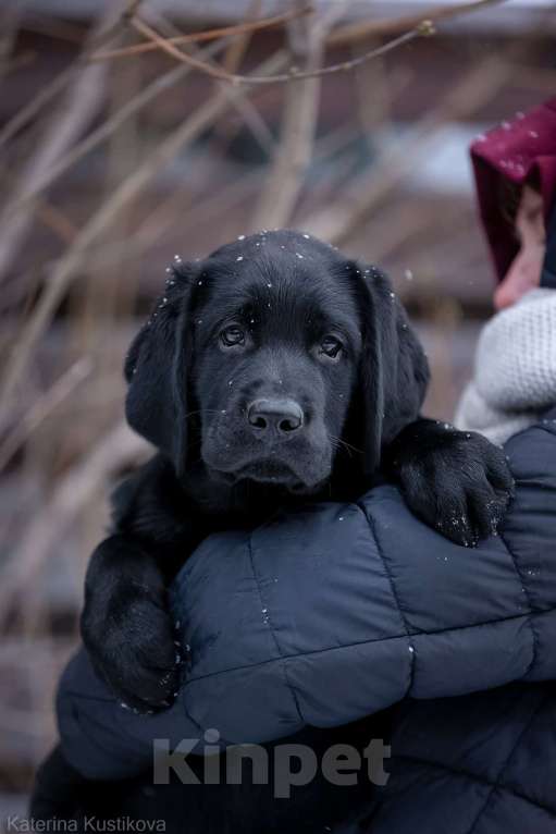 Собаки в других городах Московской области: Черный мальчик 2 месяца Мальчик, 90 000 руб. - фото 4