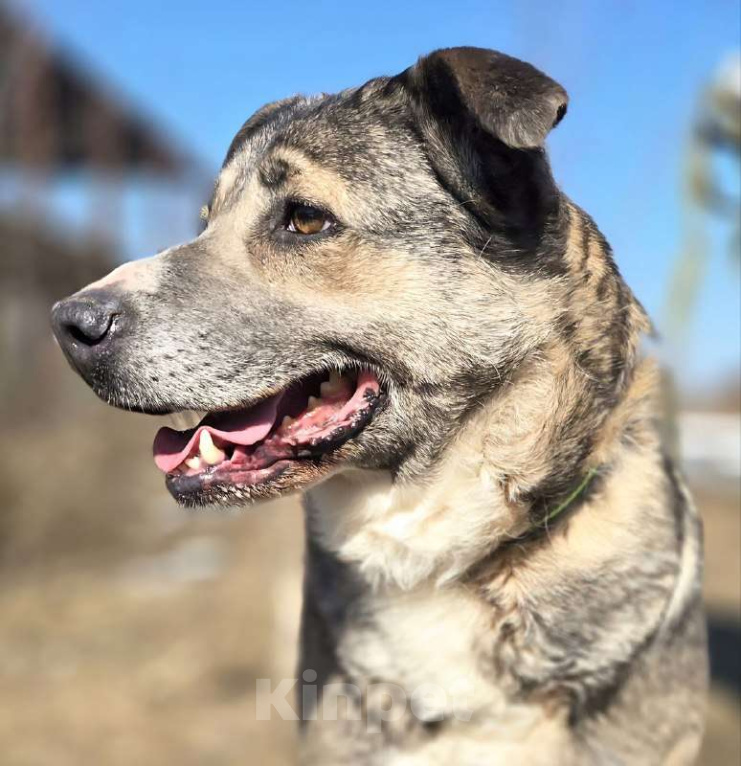 Собаки в Королеве: Пани: собака с душой, ждущей тепла Девочка, Бесплатно - фото 3