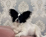 Собаки в других городах Московской области: Щенки Папийон мальчик Мальчик, 15 000 руб. - фото 3