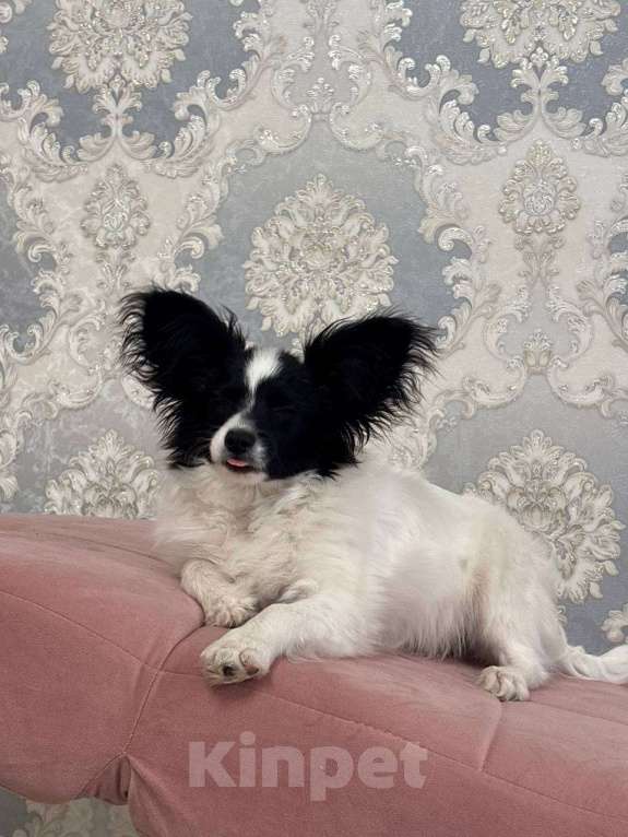 Собаки в других городах Московской области: Щенки Папийон мальчик Мальчик, 15 000 руб. - фото 3