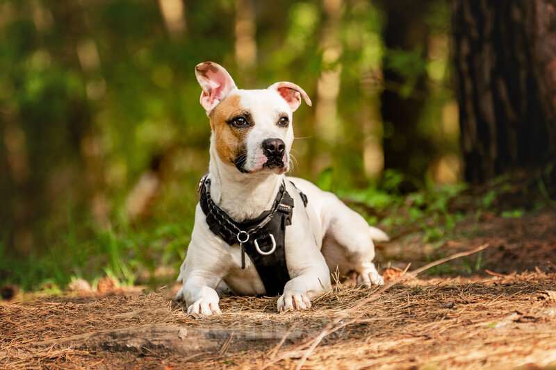 Собаки в Москве: Красивый пёс Дарий в добрые руки. Мальчик, Бесплатно - фото 7