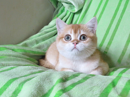 шотландская  золотая шиншилла - мальчик