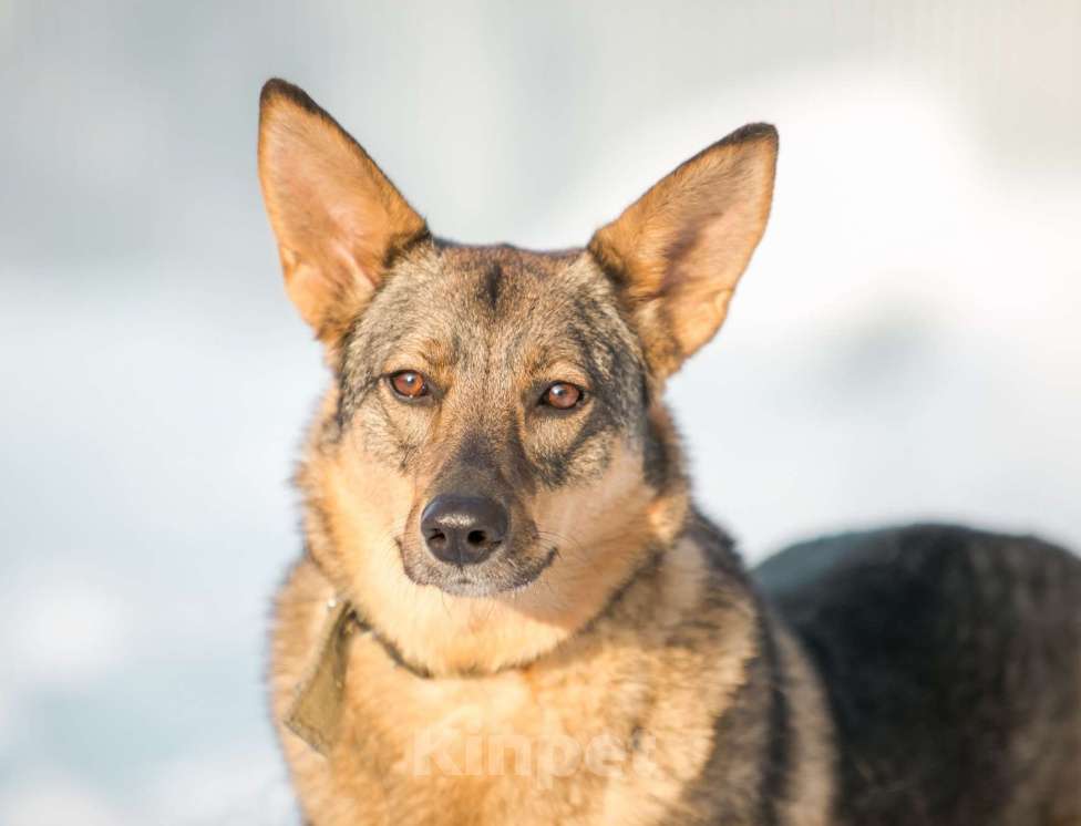 Собаки в Ногинске: Мудрая Рейна, метис овчарки, ждет хозяина Девочка, 10 руб. - фото 1