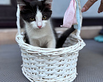 Кошки в Краснодаре: Игривая и очень ласковая девочка ищет новый дом! 🐾 Девочка, Бесплатно - фото 5