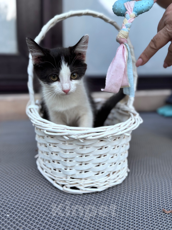 Кошки в Краснодаре: Игривая и очень ласковая девочка ищет новый дом! 🐾 Девочка, Бесплатно - фото 5
