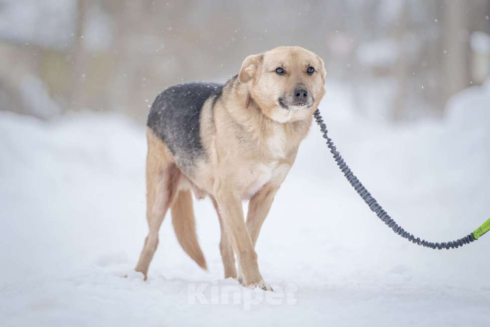 Собаки в Москве: Собака улыбака Джонни ждет своего родного человека, свою семью! Мальчик, Бесплатно - фото 3