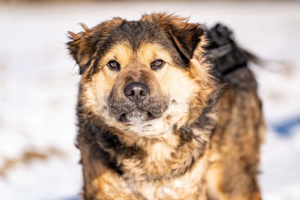 Собаки в Клине: Шарпундель — невероятный пёс Мальчик, Бесплатно - фото 1