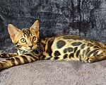 Кошки в Анапе: Бенгальский котенок  Мальчик, 18 000 руб. - фото 2