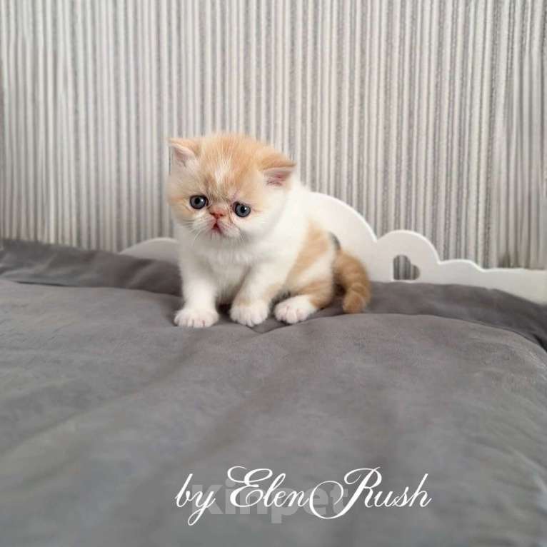 Кошки в Москве: котенок экзот Мальчик, 60 000 руб. - фото 1