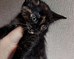Кошки в Котельнике: Трехцветный котенок Девочка, Бесплатно - фото 1