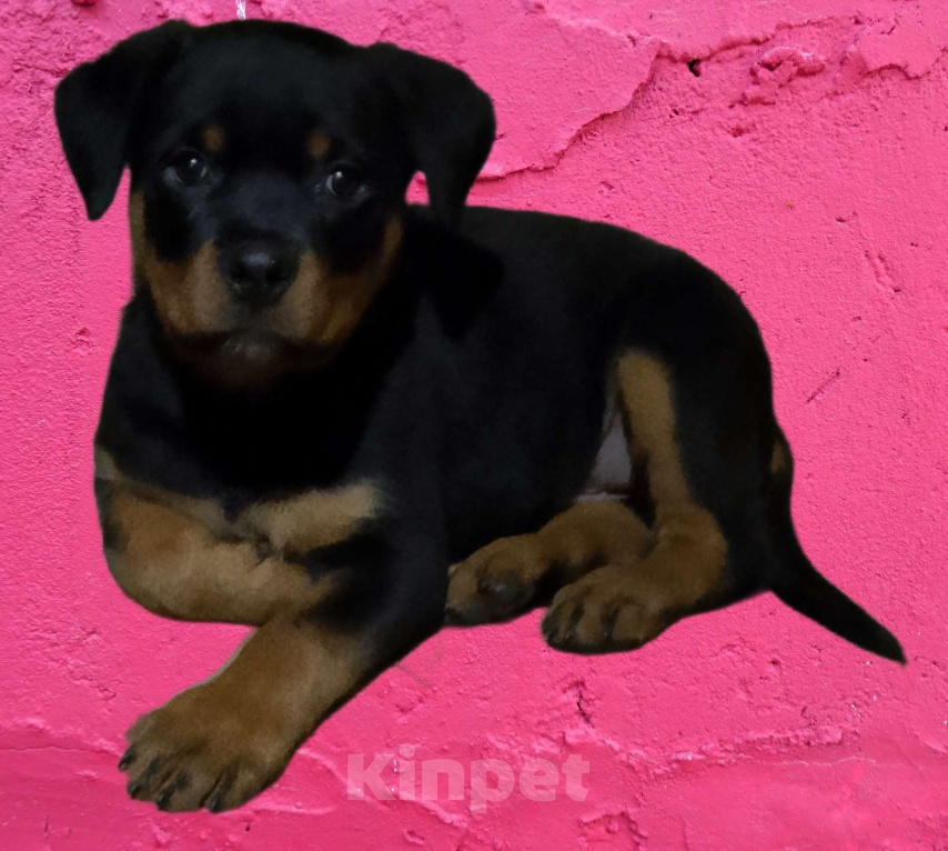 Собаки в Челябинске: Питомниковые щенки ротвейлера Мальчик, 50 000 руб. - фото 1