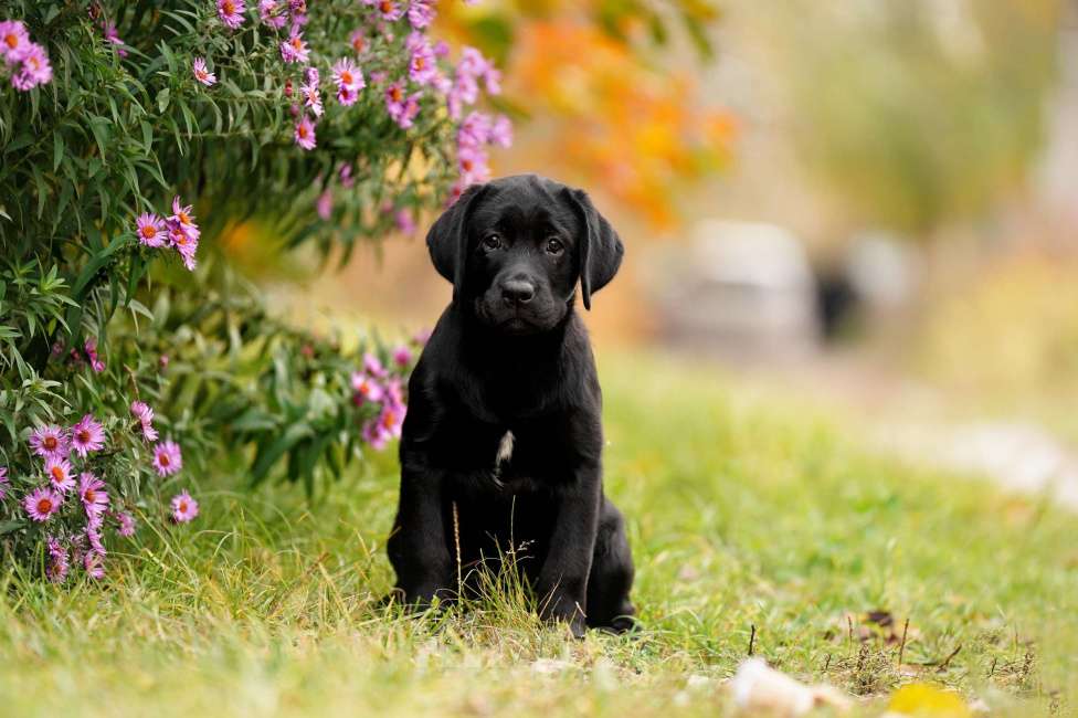 Собаки в Воронеже: Чудесные девочки из питомника Астер Либерти Лабро  Девочка, Бесплатно - фото 3