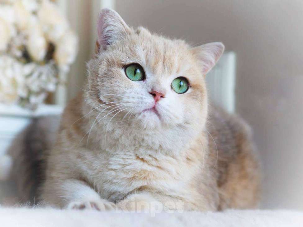 Кошки в Москве: Британская кошка для разведения Девочка, 100 000 руб. - фото 1