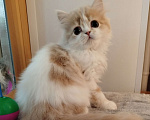 Кошки в Валдае: Шотландский котенок Девочка, 25 000 руб. - фото 2