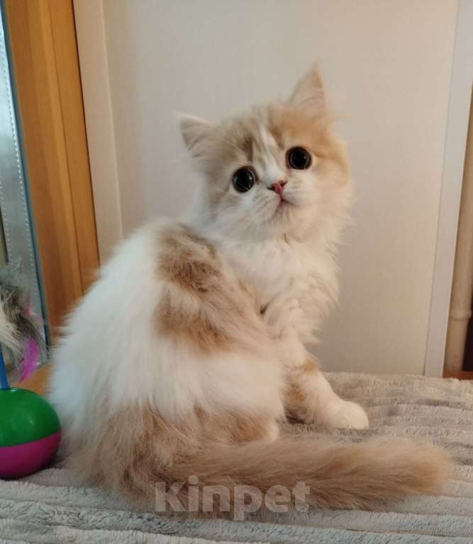 Кошки в Валдае: Шотландский котенок Девочка, 25 000 руб. - фото 1
