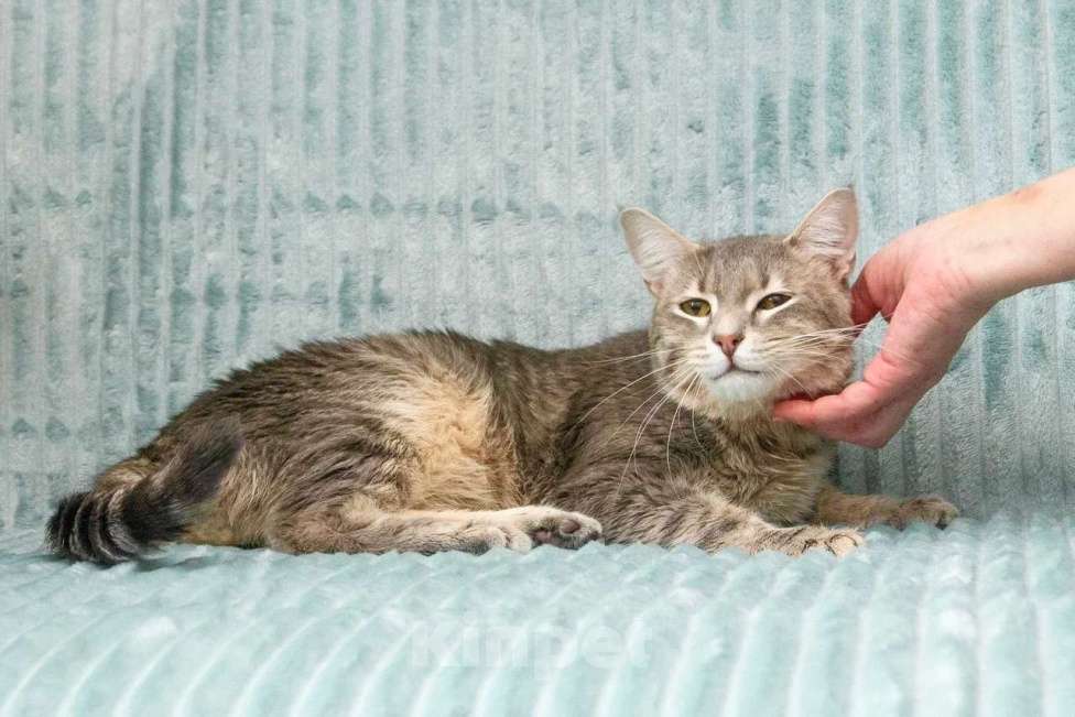 Кошки в Москве: Роскошный кот Мажор ищет дом, в добрые руки Мальчик, Бесплатно - фото 7