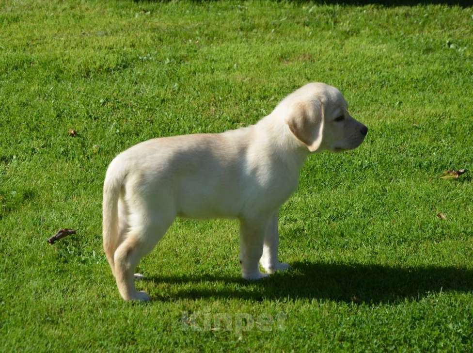 Собаки в Твери: Лабрадорчики - палевые малыши Мальчик, 35 000 руб. - фото 4