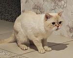 Кошки в Москве: Кот британский Мальчик, 20 000 руб. - фото 4
