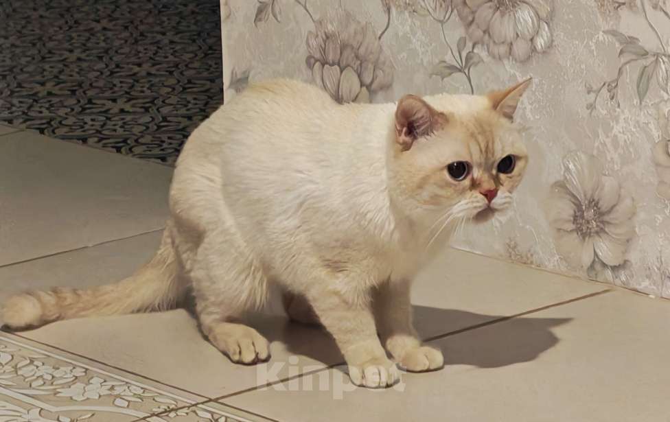 Кошки в Москве: Кот британский Мальчик, 20 000 руб. - фото 4