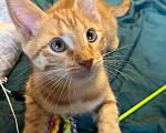 Кошки в Москве: Ищет семью солнечный рыжик с любопытными глазками! Мальчик, Бесплатно - фото 4