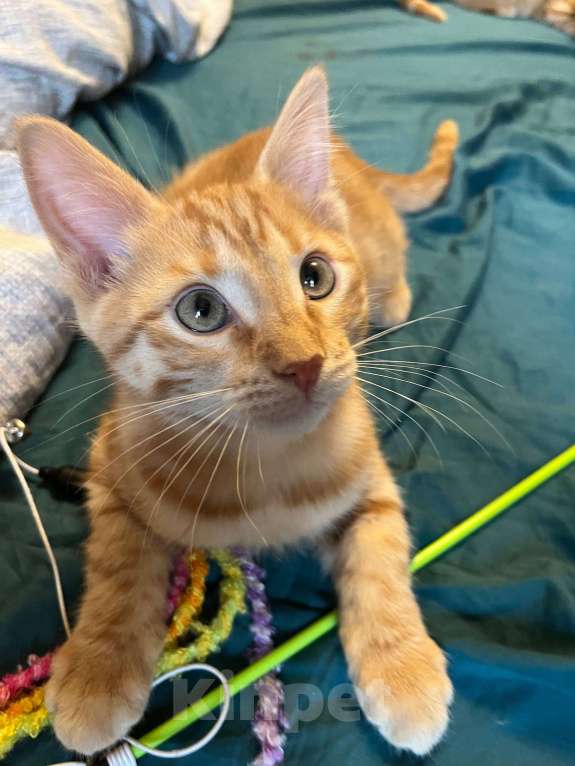 Кошки в Москве: Ищет семью солнечный рыжик с любопытными глазками! Мальчик, Бесплатно - фото 4