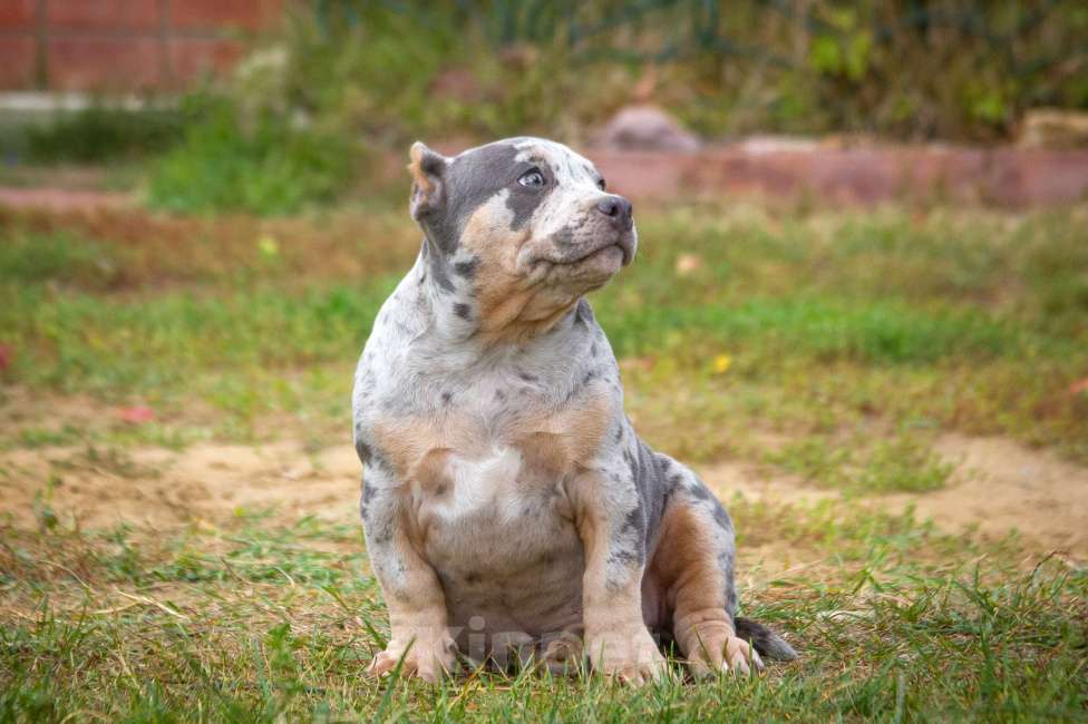 Собаки в других городах Московской области: Американский Булли девочка покет Девочка, 100 000 руб. - фото 5
