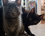 Кошки в Шатуре: Котенок в добрые руки Мальчик, Бесплатно - фото 3