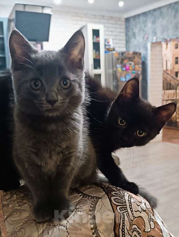 Кошки в Шатуре: Котенок в добрые руки Мальчик, Бесплатно - фото 3