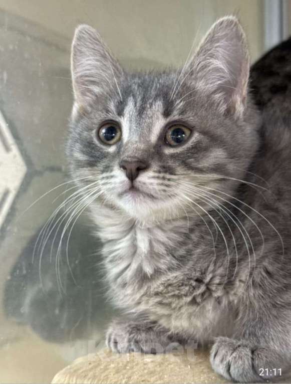 Кошки в Балашихе: котята в поисках дома Девочка, Бесплатно - фото 3