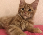 Кошки в Самаре: Шикарный Кот Мейн-кун Мальчик, 50 000 руб. - фото 9