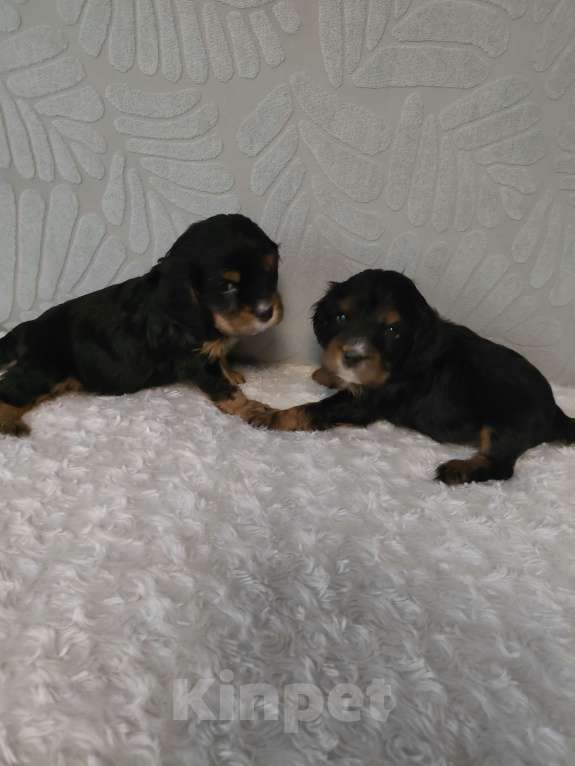 Собаки в Новокузнецке: Спаниели Девочка, 20 000 руб. - фото 2