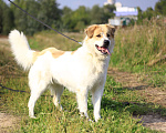 Собаки в Видном: Эйс, 1,5 года Мальчик, 1 руб. - фото 7