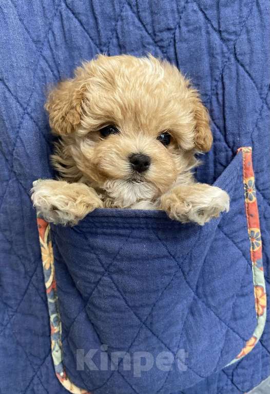 Собаки в Москве: Девочка микро мальтипу Девочка, 300 руб. - фото 2