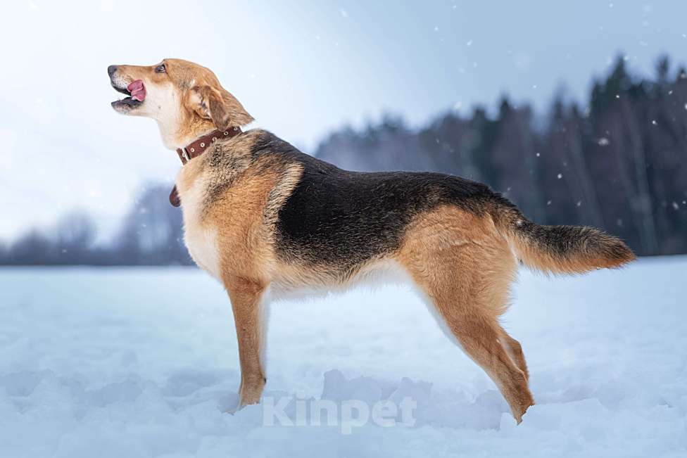 Собаки в Клине: Рэй — резвый пёсик Мальчик, Бесплатно - фото 3