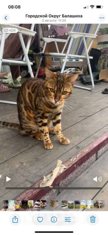 Кошки в других городах Московской области: Пропала бенгальская кошка! Девочка, 30 000 руб. - фото 2