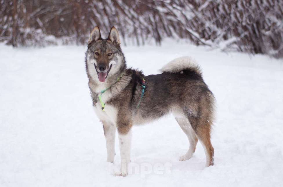 Собаки в Москве: Преданный и ласковый парень в добрые руки Мальчик, Бесплатно - фото 3