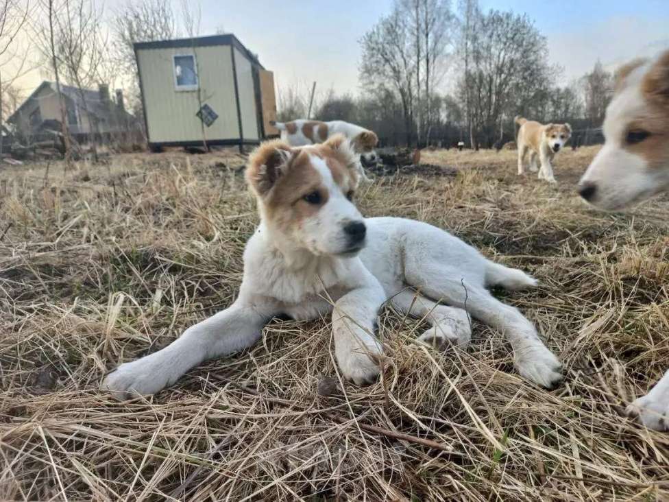 Собаки в Смоленске: Щенки САО (алабай) Девочка, 30 000 руб. - фото 1