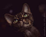 Кошки в Калязине: Отдам Котика, 15 000 руб. - фото 1