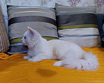 Кошки в Ливны: Ангорский котик, 1 500 руб. - фото 3