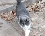 Кошки в Кингисеппе: Котик, Бесплатно - фото 5