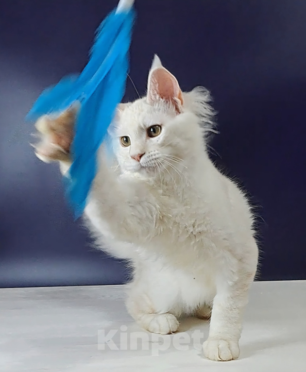 Кошки в Уфе: Котенок мейн-кун Мальчик, 30 000 руб. - фото 4