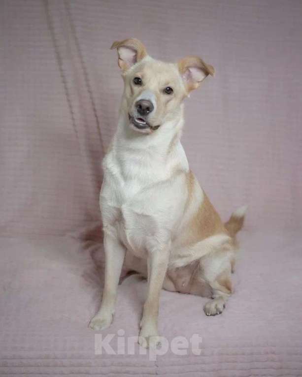 Собаки в Москве: Очаровательная собачка в добрые руки Девочка, Бесплатно - фото 1