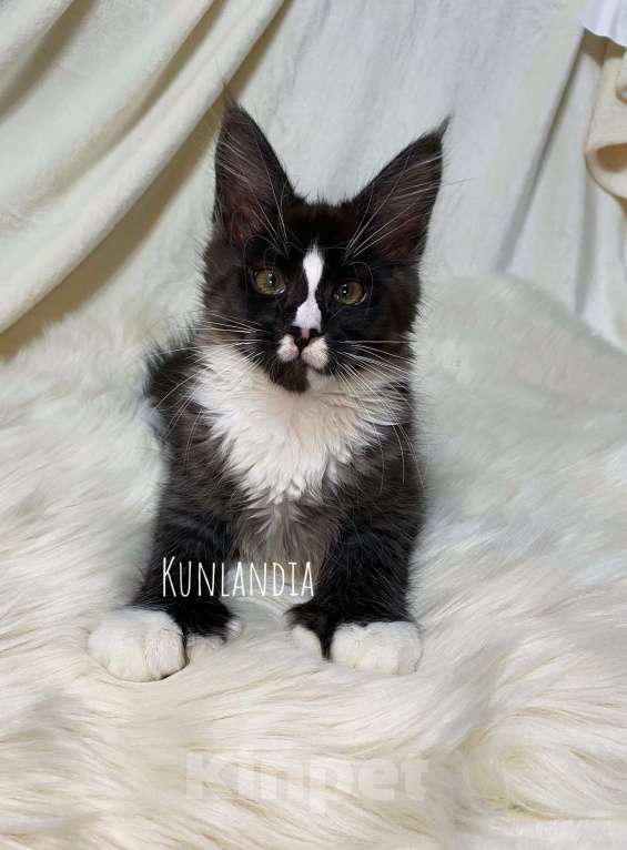 Кошки в Екатеринбурге: мейн-кун полидакт  Девочка, 30 000 руб. - фото 1